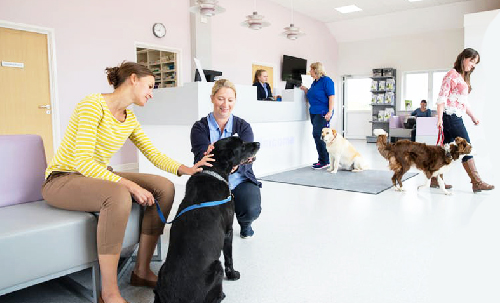 biVet veterinary programı