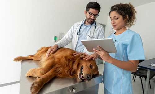 biVet veterinary programı