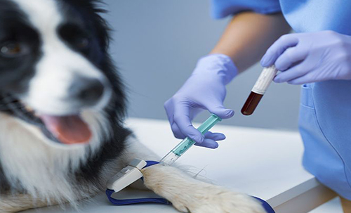 biVet veterinary programı