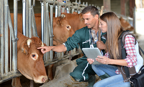 biVet veterinary programı