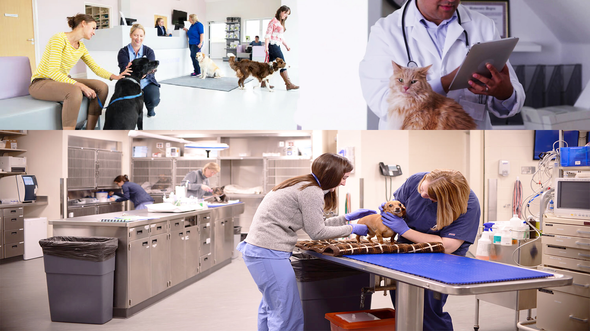 biVet veterinary programı